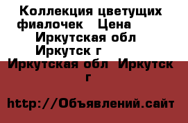 Коллекция цветущих фиалочек › Цена ­ 80 - Иркутская обл., Иркутск г.  »    . Иркутская обл.,Иркутск г.